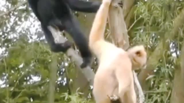 Cute Funny Monkey Playing