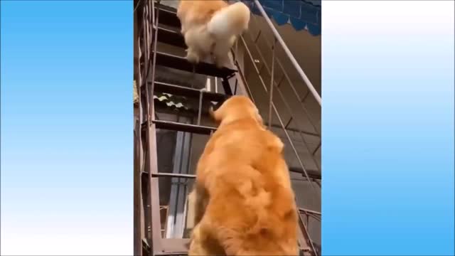 🤣🤣 Funny Pets Videos Compilation 2021 🐶 Cute Animals 🐱 Dogs and Cats