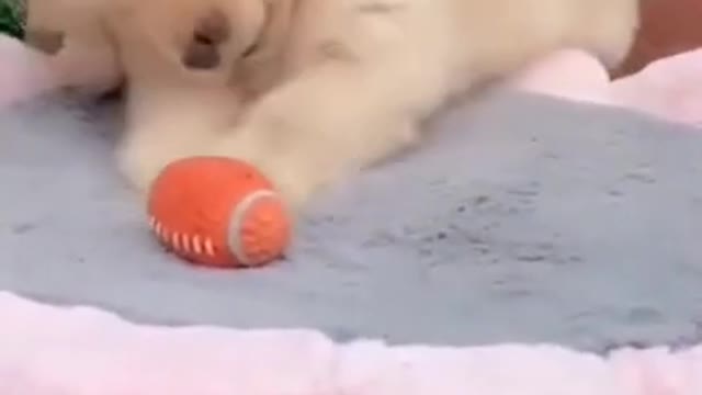 Funny baby animals videos - 14