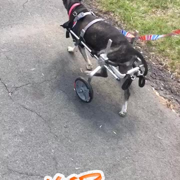 Senior Dog Is Getting Used To Walking Wheels
