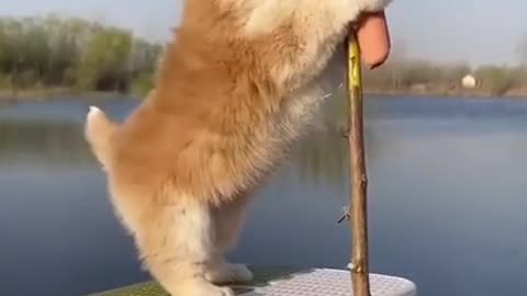 CUTE AND ADORABLE DOG PLAY HIMSELF