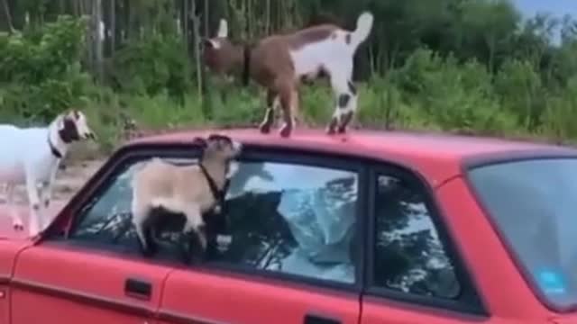 Baby goats being derps on an old car