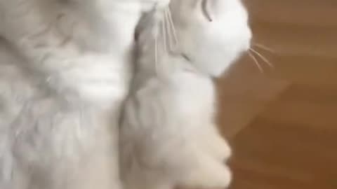 Funny cat and baby