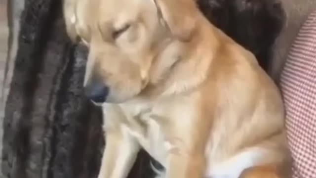 Funny sleeping pet