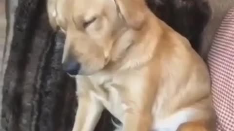 Funny sleeping pet