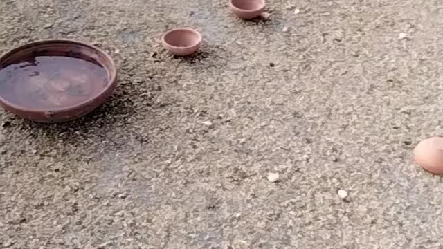 Pigeon 🐦 Video By Kingdom of Awais