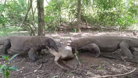 Komodo Dragons Attack and Eat Alive Deer