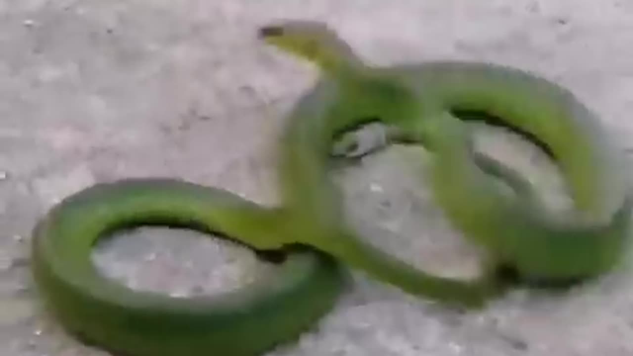 Cat and snake funny fight video