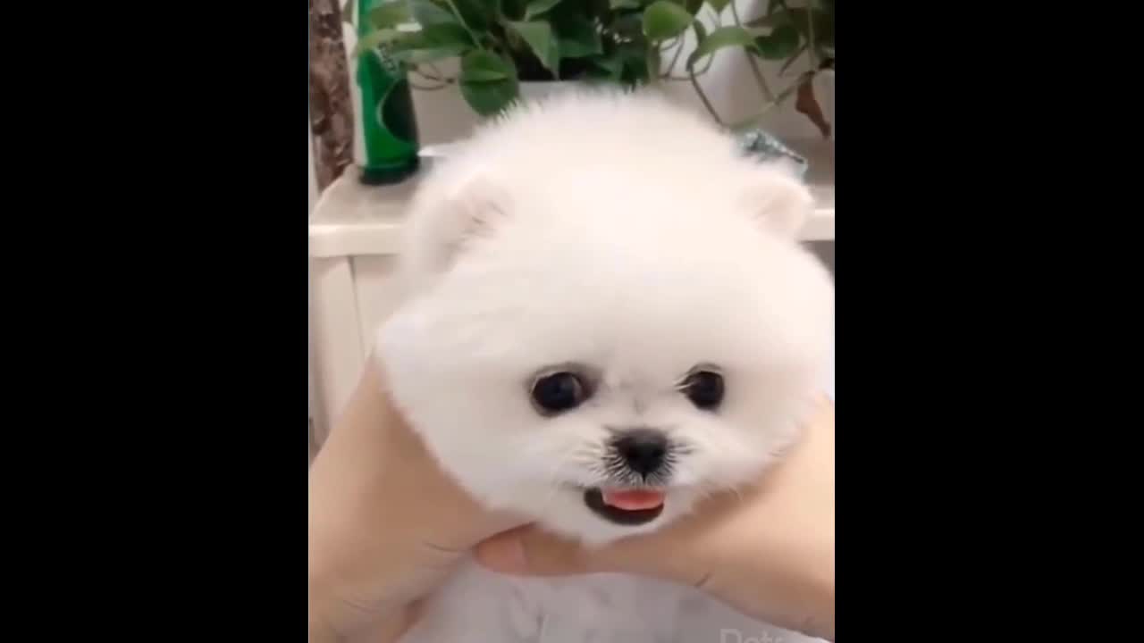 Check out beautiful puppy doing cool gestures.