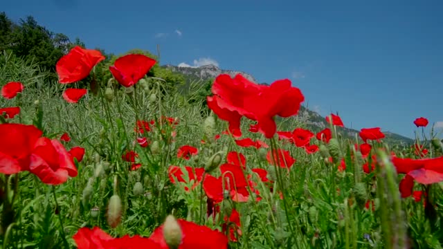 #شقائق النعمان Mountain flowers