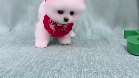 Cutest puppy