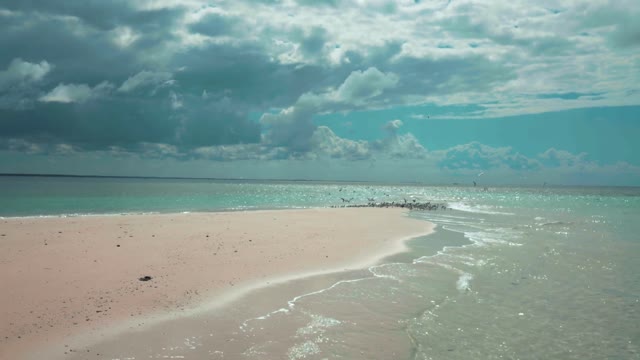 Birds flying over beautiful blue skies and ocean waves - Music to relax and meditate