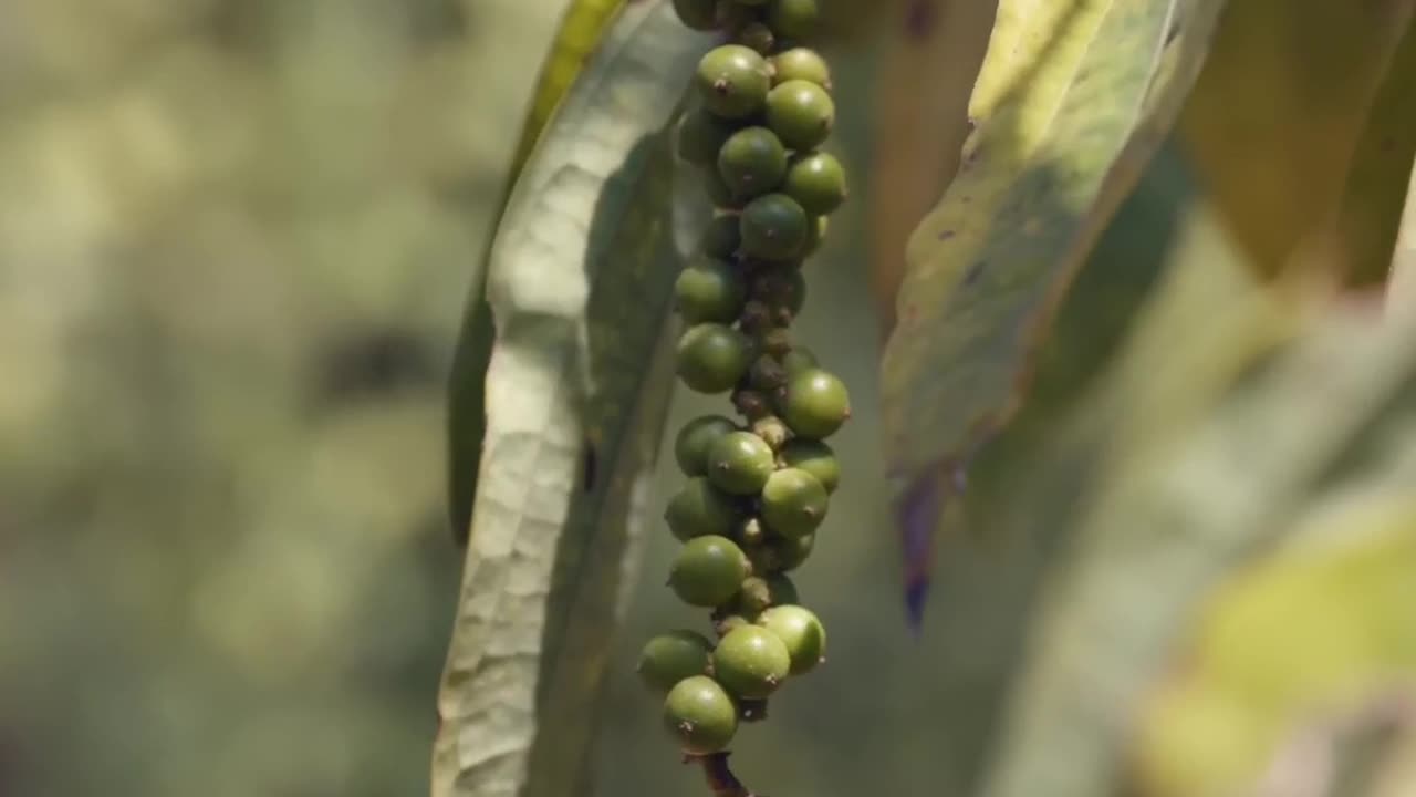 The Remarkable Kampot Pepper: Discovering the Champagne of Pepper