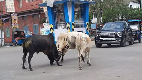 Bull fighting on road /Jalpaiguri India fight between two Bull ‪@nature70014‬ #bullfighteronly #bull