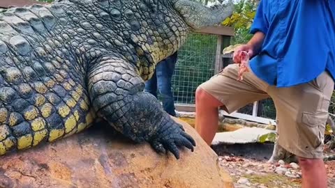 Jimmy is not the friendliest snake