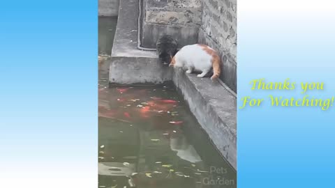 Funny Animals Compilation2 - Garden