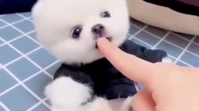 🅲🆄🆃🅴 🅿🆄🅿🅿🆈 ❤️ ★彡[Cute puppy]彡★ | #shorts #puppy