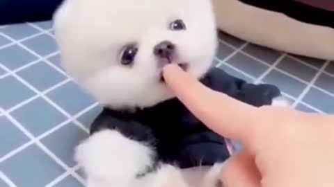 🅲🆄🆃🅴 🅿🆄🅿🅿🆈 ❤️ ★彡[Cute puppy]彡★ | #shorts #puppy