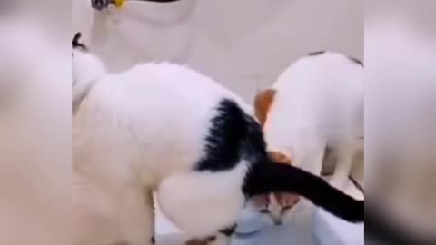 funny cats and dogs videos 😂 try not to laugh 🐶😹 2024