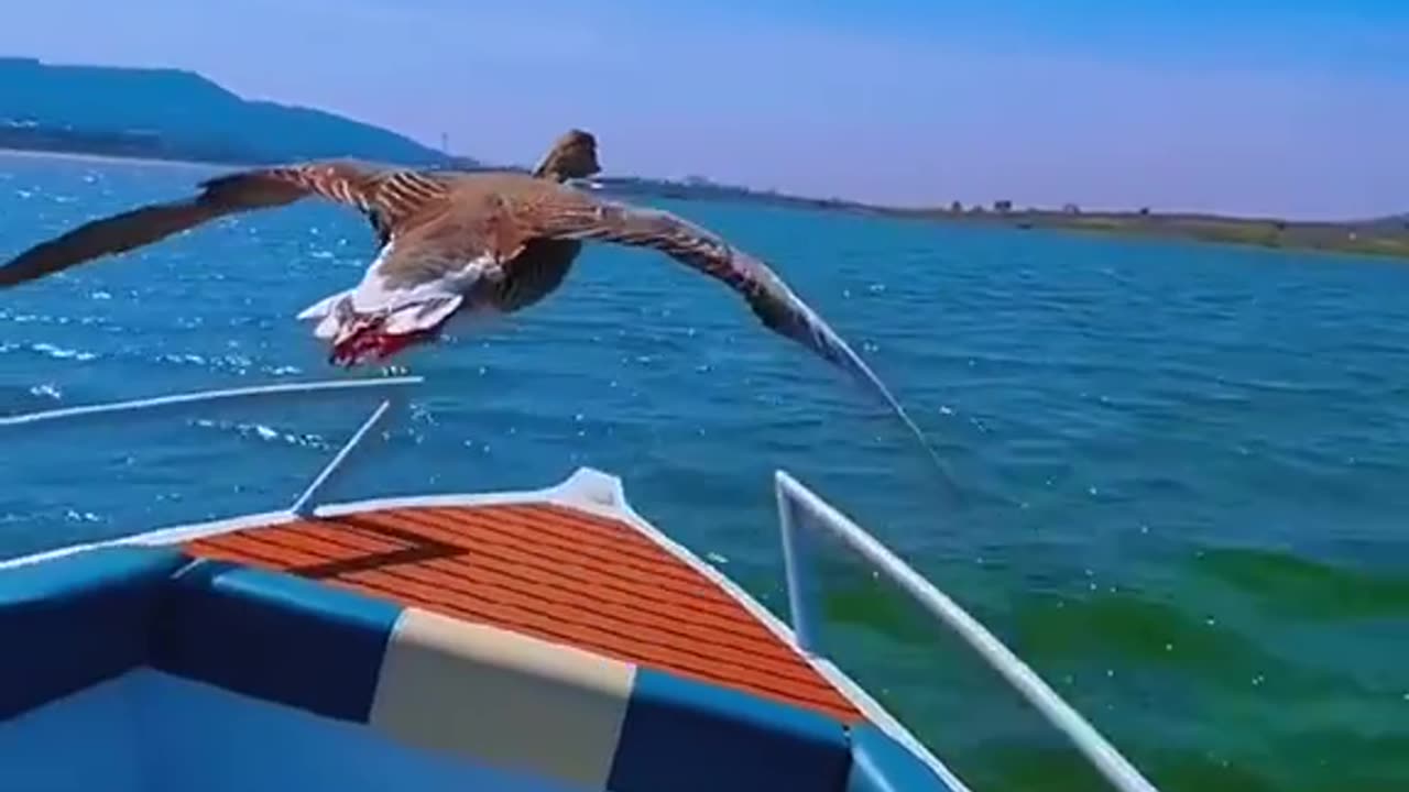 ...birds flying with a boat! #shorts #funny #animals