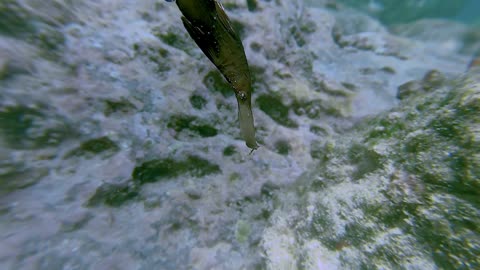 Freediver Swims With Robust Ghost Pipefish