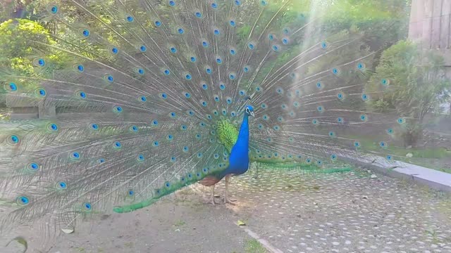 Peacock with extended plumage | beautiful peacock | merak bird | flaunt | prance.