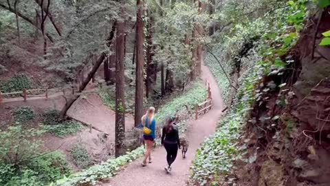 The last redwood forest in a major US city?