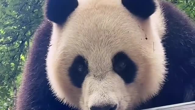 Lovely giant panda, quick old look