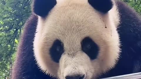 Lovely giant panda, quick old look