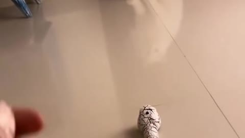 Prank gonna be wrong Cat vs Snake