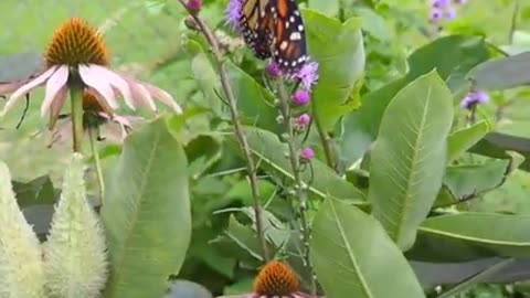 Monarch Butterfly Season 2024 Part 11