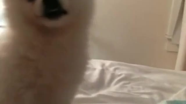 funny - Cute and Funny Dog Puppies