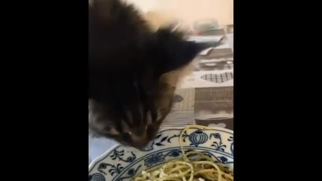 Mr. Kittens - Funny Cat Videos - Try Not To laugh Challenge