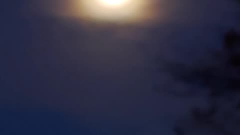 Singing to the moon.
