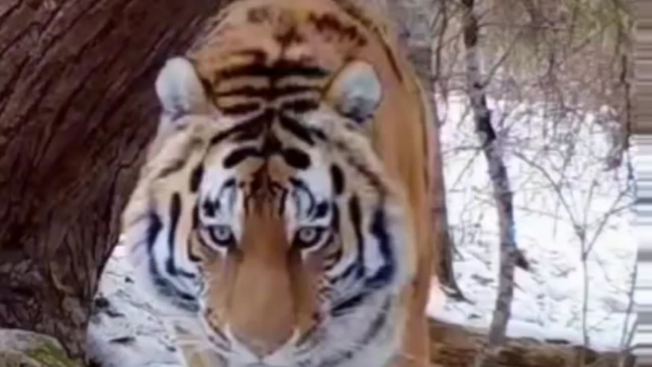 siberian tiger marking territory