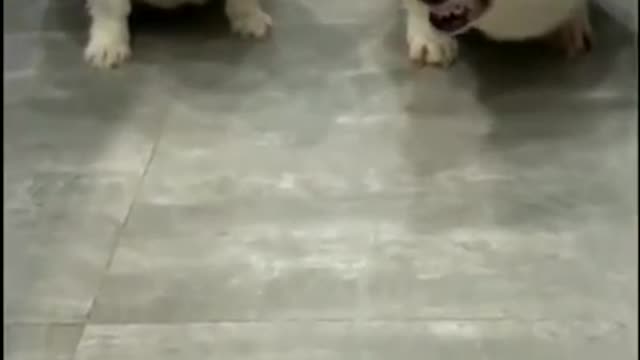 dogs and people best funny times