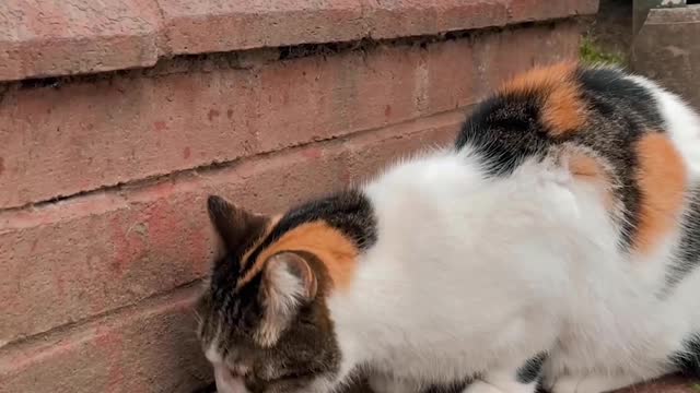 cute cat eating food