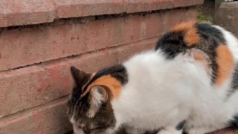 cute cat eating food