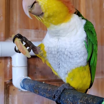 Sweet parrot eating an apple