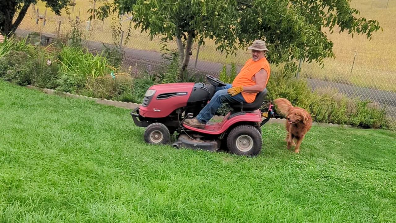 Helpful Dog Hops On Lawn Mower