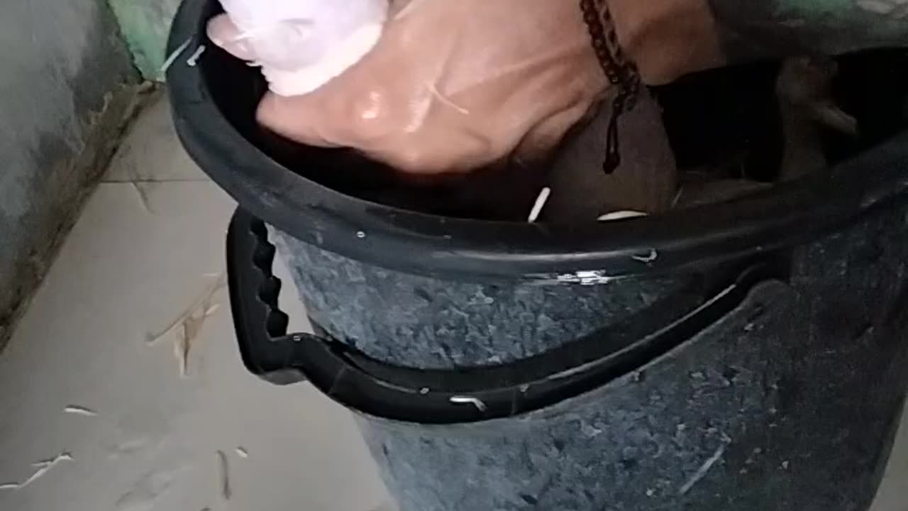 cleaning chicken feathers