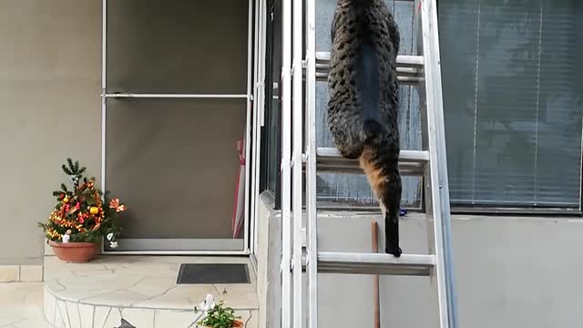 Cat on the roof