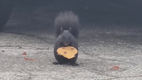 Squirrel Nibbles On Cookie