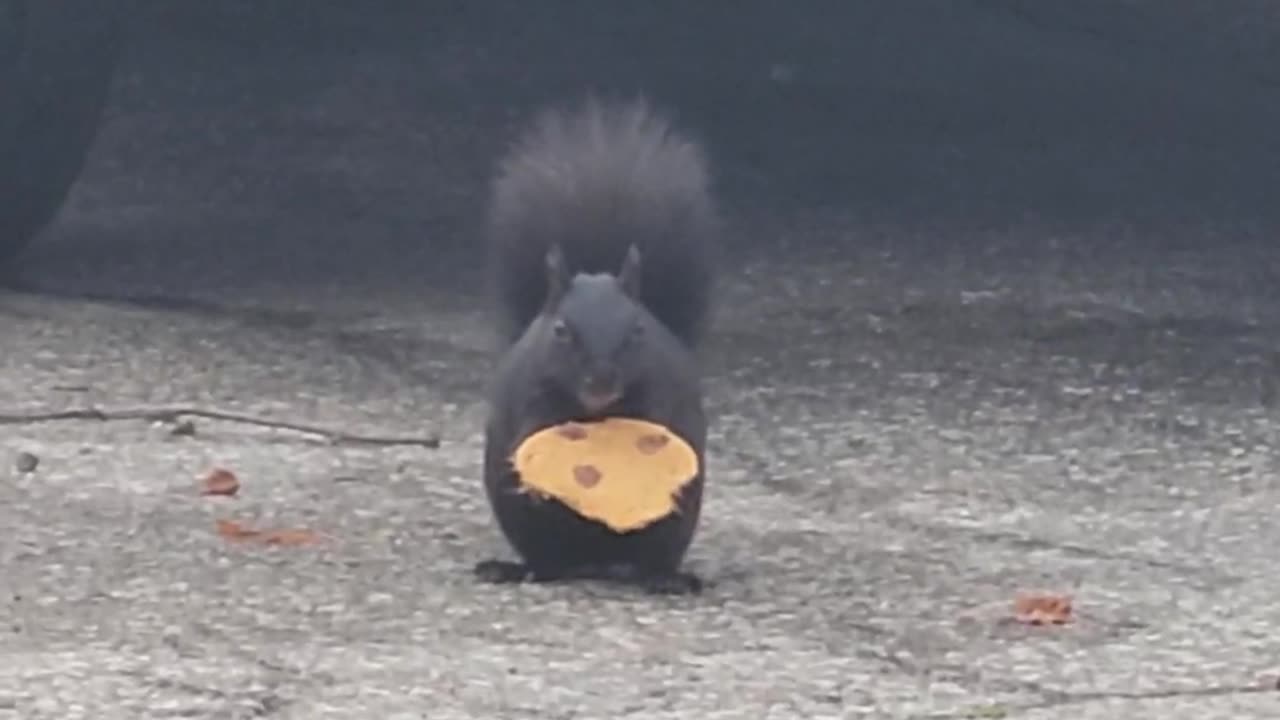 Squirrel Nibbles On Cookie