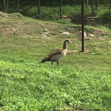 What Is This? A Duck? or A Goose?