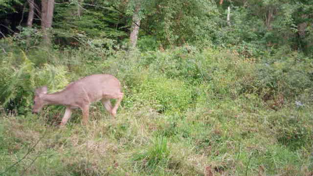 Doe flapping ears trying to keep the bugs away