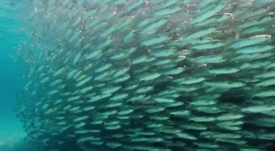 Millions of mullets Spawning on the beach to stay safe from predators