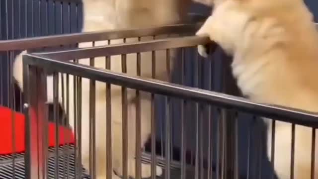 Dog funny video 😂
