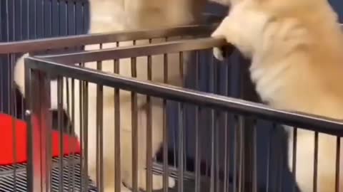 Dog funny video 😂