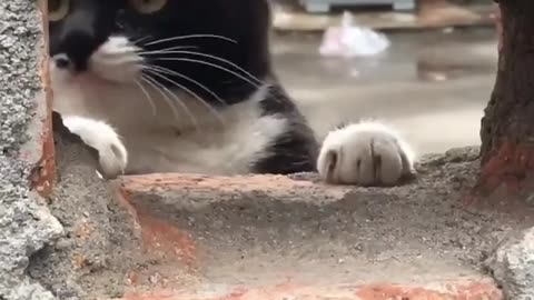 Smart Cat 😺 Funny Video